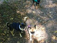 Heidi Maron & Kenzie / Zoro and Lola