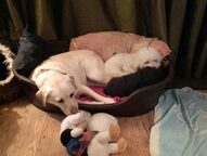 Loretta Capps - Bonnie & Peaches