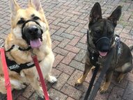 Luna & Zena - Alysha